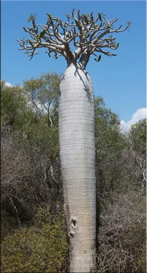 Пахиподіум (pachypodium)