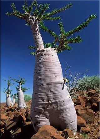 Пахиподіум (pachypodium)