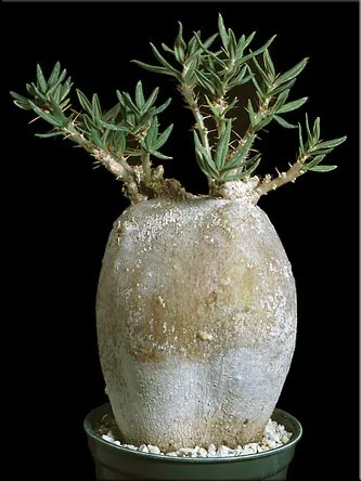 Пахиподіум (pachypodium)