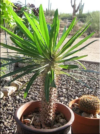 Пахиподіум (pachypodium)
