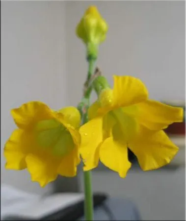 Пахиподіум (pachypodium)