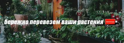 Перевезення рослин! Вантажоперевезення рослин - дешево і швидко (перевезення рослин) Перевезення рослин! Вантажоперевезення рослин - дешево і швидко