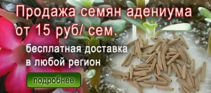 Пересадка адениума в домашніх умовах (пересадка Аденіум) Пересадка адениума в домашніх умовах