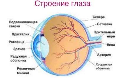Патології очного дна розширення і звуження судин ока (очного) Патології очного дна розширення і звуження судин ока