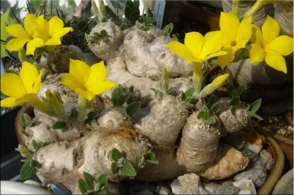 Пахиподіум (pachypodium)