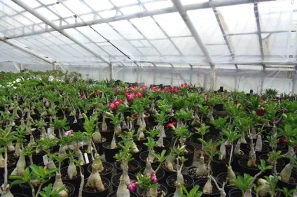Пересадка адениума (adenium) секрети, тонкощі, нюанси, raritet-plants (адениума) Пересадка адениума (adenium) секрети, тонкощі, нюанси, raritet-plants