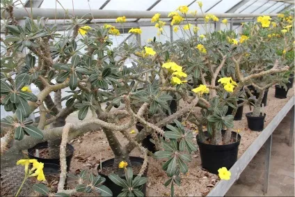 Пахиподіум (pachypodium)