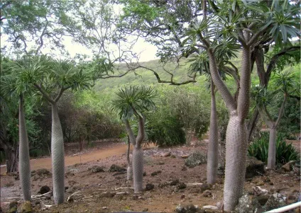 Пахиподіум (pachypodium)