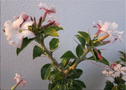 Пахиподіум (pachypodium)