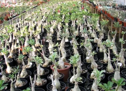 Пересадка адениума (adenium) секрети, тонкощі, нюанси, raritet-plants (пересадка адениума) Пересадка адениума (adenium) секрети, тонкощі, нюанси, raritet-plants