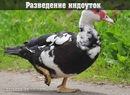 Друк на нігтях в домашніх умовах (домашніх) Друк на нігтях в домашніх умовах