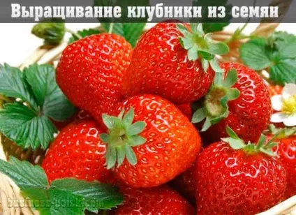Друк на нігтях в домашніх умовах (домашніх) Друк на нігтях в домашніх умовах