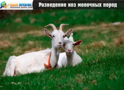 Друк на нігтях в домашніх умовах (умовах) Друк на нігтях в домашніх умовах