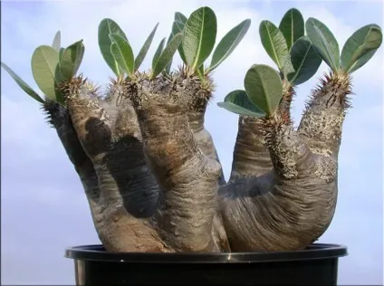 Пахиподіум (pachypodium)