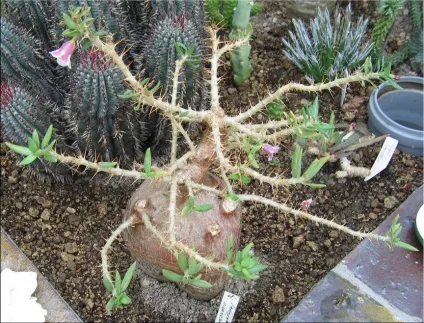 Пахиподіум (pachypodium)