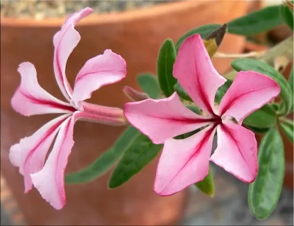 Пахиподіум (pachypodium)