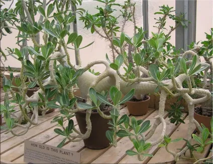 Пахиподіум (pachypodium)