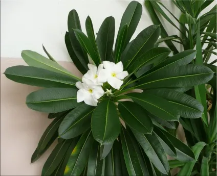 Пахиподіум (pachypodium)