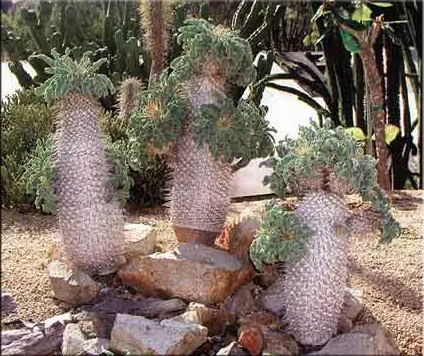 Пахиподіум (pachypodium)