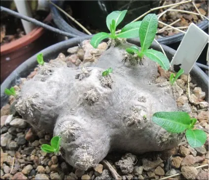 Пахиподіум (pachypodium)