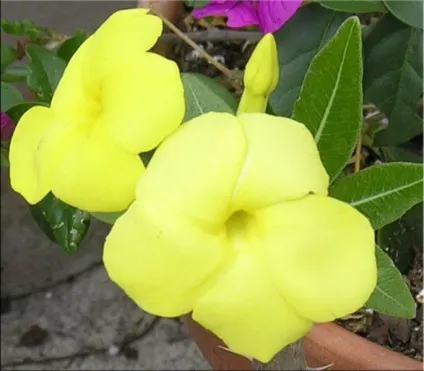 Пахиподіум (pachypodium)