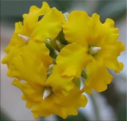 Пахиподіум (pachypodium)