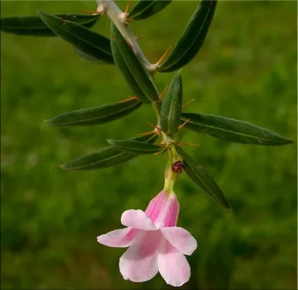 Пахиподіум (pachypodium)