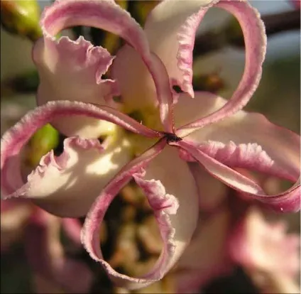 Пахиподіум (pachypodium)