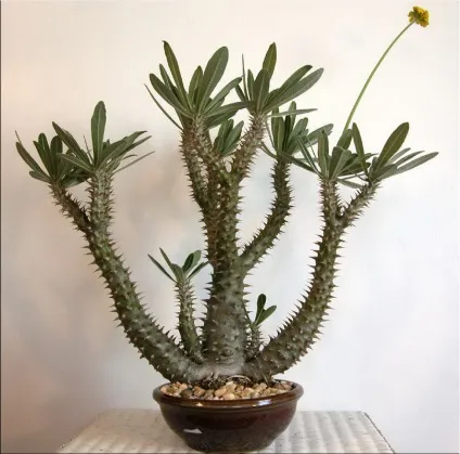 Пахиподіум (pachypodium)