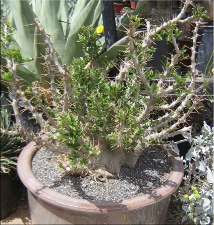 Пахиподіум (pachypodium)