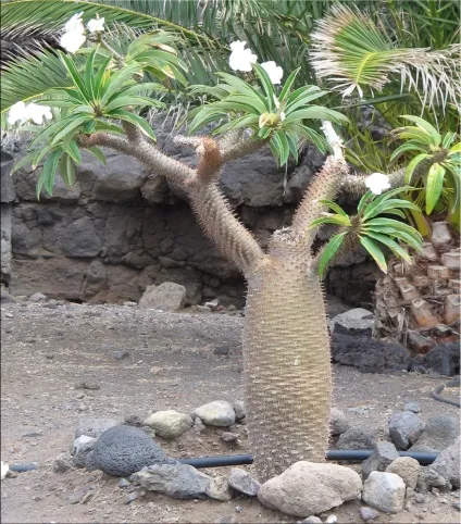 Пахиподіум (pachypodium)