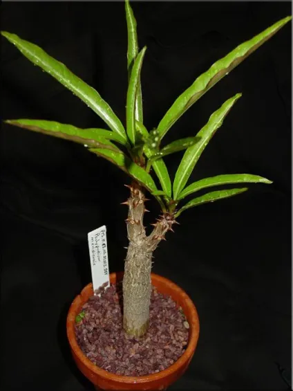 Пахиподіум (pachypodium)