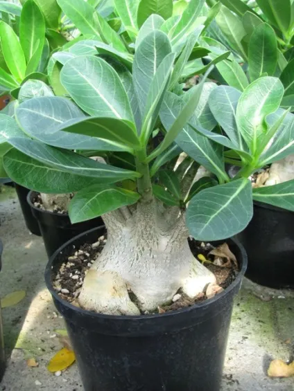 Пересадка адениума (adenium) секрети, тонкощі, нюанси, raritet-plants (нюанси) Пересадка адениума (adenium) секрети, тонкощі, нюанси, raritet-plants