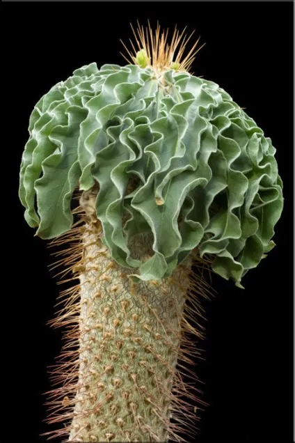 Пахиподіум (pachypodium)