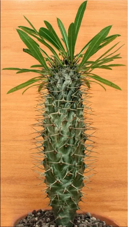 Пахиподіум (pachypodium)