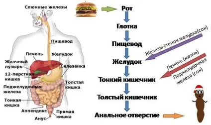 Світло-коричневий кал про що це говорить (жовчю дванадцятипалій кишці) Світло-коричневий кал про що це говорить