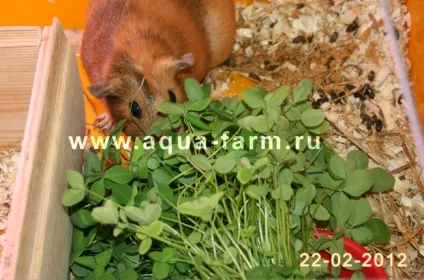 Свіжа зелень для домашніх вихованців (тварин) круглий рік (aqua farm) Свіжа зелень для домашніх вихованців (тварин) круглий рік