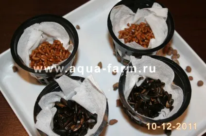 Свіжа зелень для домашніх вихованців (тварин) круглий рік (зелень для кішок) Свіжа зелень для домашніх вихованців (тварин) круглий рік