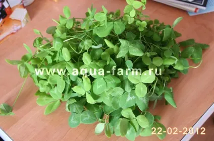 Свіжа зелень для домашніх вихованців (тварин) круглий рік (свіжа) Свіжа зелень для домашніх вихованців (тварин) круглий рік