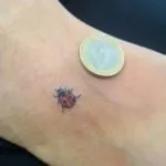 Тату сонечко значення для дівчат, ескізи з конюшиною (божа) Тату сонечко значення для дівчат, ескізи з конюшиною