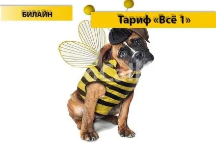 Тариф «все 1» від Білайн - опис тарифу, як підключити і як відключити тариф все 1 від билайн