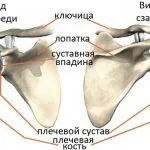 Тазостегновий суглоб анатомія