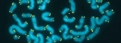 Теорії і механізми старіння людини як взагалі не старіти