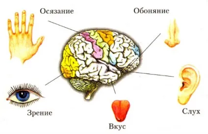 Тіло людини ... що це
