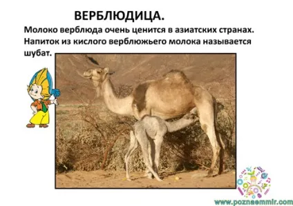 Тематичне заняття семеро козенят, пізнаємо світ (вовк і семеро козенят) Тематичне заняття семеро козенят, пізнаємо світ