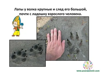 Тематичне заняття семеро козенят, пізнаємо світ (тематичні заняття з українських народних казок) Тематичне заняття семеро козенят, пізнаємо світ