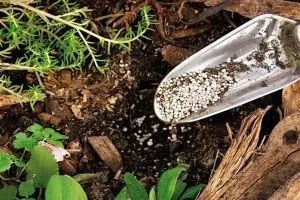 Технологія вирощування перцю на дачі