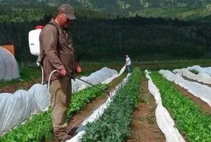 Технологія вирощування перцю на дачі