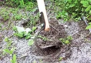 Технологія вирощування перцю на дачі