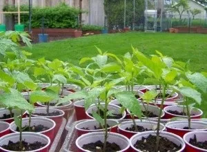 Технологія вирощування перцю на дачі